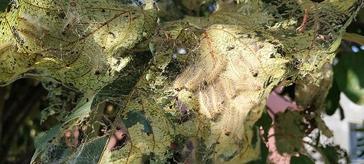 7 Ways To Get Rid Of Caterpillars On Trees - BackGarden.org