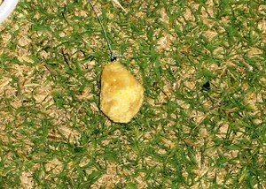 Simple Dough Bait Recipe for Catfish