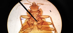 How to Kill Bed Bugs with a Heat Gun | DoItYourself.com