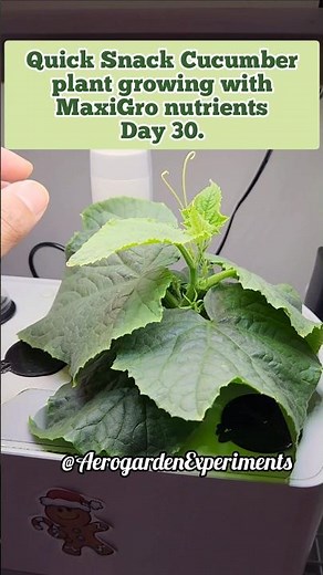 Quick Snack Cucumber plant growing with MaxiGro nutrients in Aerogarden Harvest hydroponics system