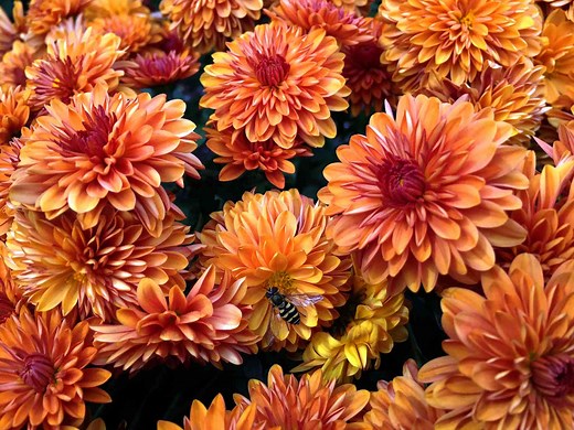 How to Grow and Care for Mums—a Fall Classic
