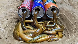 2.3M views · 15K reactions | Stop Motion ASMR - Making Geoduck clams Primitive Cooking Seafood IRL Recipe 4K Cuckoo | Fishing-Cooking-Primitive | Facebook