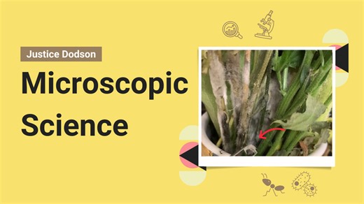 Exploring Mold & Mycelium Under the Microscope