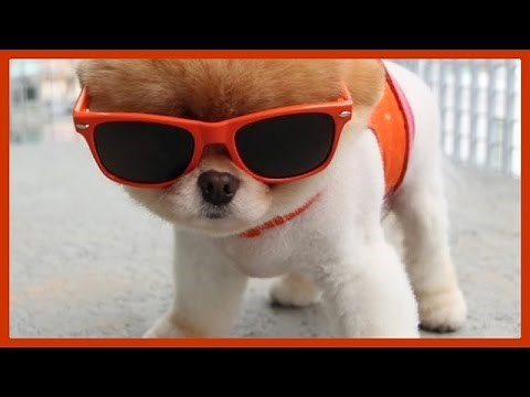 Boo The Worlds Cutest Dog Ever