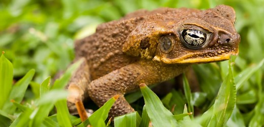 Everything You Need To Know About Toad Poisoning in Dogs