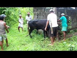 Cow Slaughter Part 2