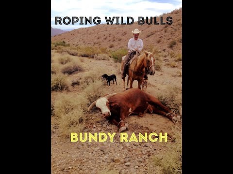 Roping wild cattle on the Bundy Ranch #fullvideo #day1