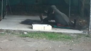 Shocking footage shows man crushed by elephant (warning: distressing video) - ProtoThema English