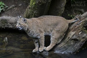 [WATCH] Bobcat Sounds: What Does A Bobcat Sound Like?