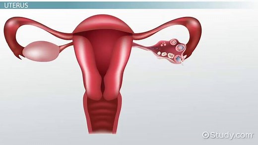 The Female Reproductive System: Functions & Parts