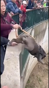 Dog Near Lion Habitat | Interaction Observation Moment #shorts