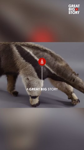 Peter the giant anteater, a glimpse into a unique species