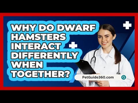 Why Do Dwarf Hamsters Interact Differently When Together? - PetGuide360.com