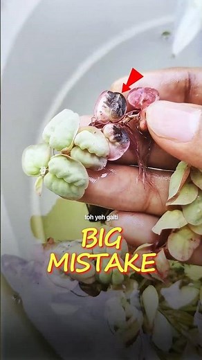 THIS Kills❌Your Plants ||#aquarium #plantedtank