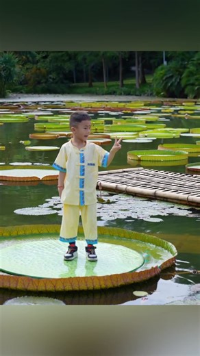 4.5K views · 72 reactions | At the Chinese Academy of Sciences' #Xishuangbanna Tropical Botanical Garden, the Victoria water lily has entered its prime viewing period, attracting visitors eager to experience the sensation. Adding to the magic, #Dai ethic group elegantly dance atop the water lily’s pads, resembling "fairies gliding on waves." #waterlily #flower | T-Time HK | Facebook