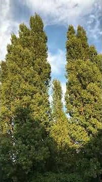 Lombardy poplar (Populus nigra 'Italica') - trees - August 2018