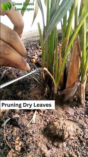 "Pruning Your Areca Palm: Tips for Healthier Growth" #greenleaves #PlantPruning #ArecaPalmCare