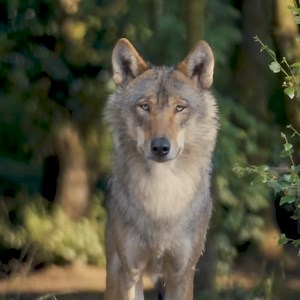 Ever wondered what Ireland's wildlife looked like centuries ago? 🤔 Step back in time and discover our ancient woodland inhabited by some of the country's lost species. Visit us at Wild Life Park today! | Wild Ireland