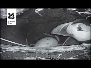 The first ever National Trust Puffin Cam!