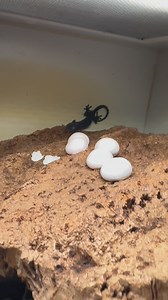 6.7K views · 165 reactions | Took one of the blueberry babies out for closer look. #tokay #tokaygecko #geckobreeding #geckobaby #geckobreeders #gekko #gekkogecko #tokaygeckosofinstagram | Gekko & Gecko | Facebook