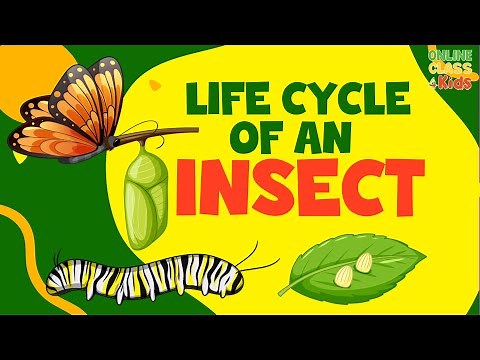 Life of Insects | Life Cycle of a Butterfly | Insects for Kids | Science for Kids