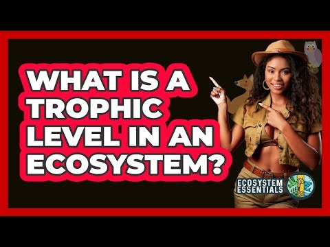 What Is A Trophic Level In An Ecosystem? - Ecosystem Essentials