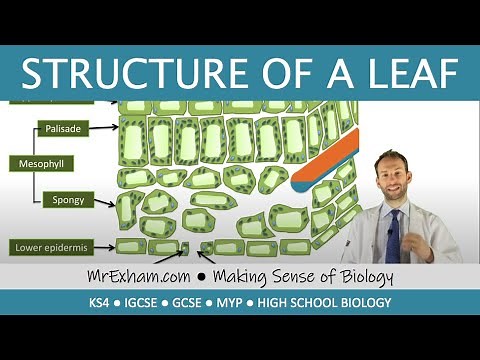 Structure of a leaf - GCSE Biology (9-1)