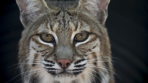 Bobcat attacks man in Arizona national park. Here's what to know about bobcats
