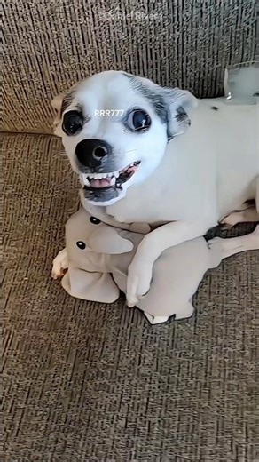 angry dog viral video 🤣 #funny #funnyvideo