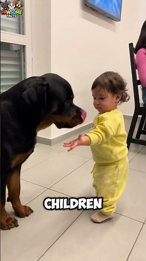 Things to know before adopting a Rottweiler