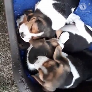 507K views · 10K reactions | Beagles Are Awesome 藍❤️ | Beagleholic | Facebook