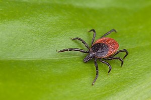 How to Identify Common Types of Ticks