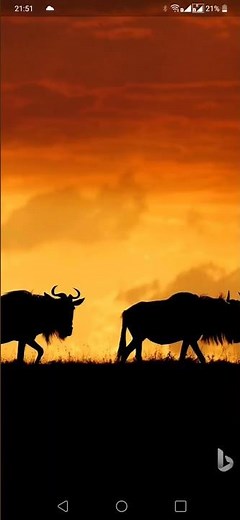 automatically change wallpaper using bing ai