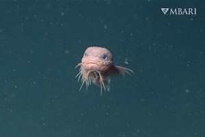This Adorable Bumpy Snailfish Is One of Three New Species Discovered in the Deep-Sea