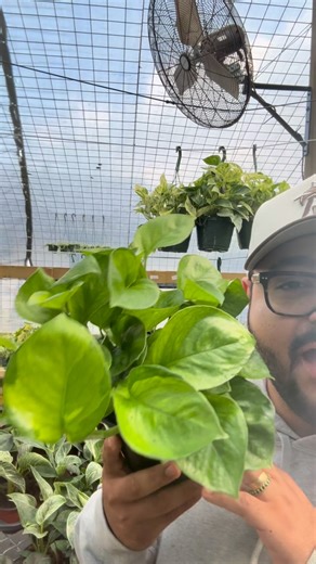 22 reactions |  Introducing the All-New Pothos Guacamole! This fresh...