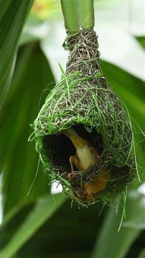 Weaver Bird NEST BUILDING Secrets Revealed! 1#viralshort #birds