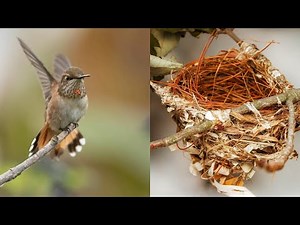 Bird Nest Building Time Lapse