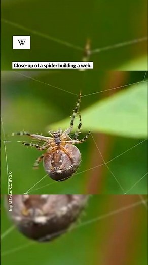 Spider webs are more than just bug traps.
