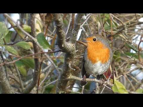 European Robin Alarm Calls and Song