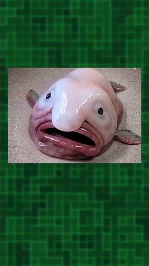 Is the World's Ugliest Animal Actually Ugly? #facts #didyouknow #mindblowingfacts