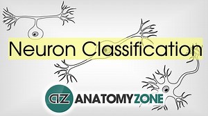 Neuron Classification - 3D Models, Video Tutorials & Notes | AnatomyZone