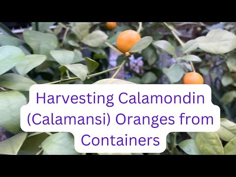 Calamondin and Lemon Harvest | Citrus In Containers