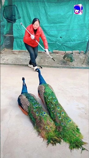 The Science Behind Peacock Feather Colors