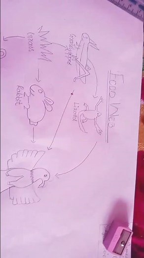 How to draw Food Web easily Step by Step with diagram