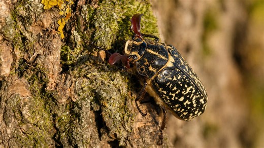 This beetle doesn’t look dangerous - but it is built to fight