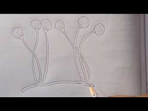 Diagram Of Rhizopus | How to draw labelled diagram of rhizopus | What is Rhizopus