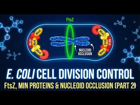 E. coli Cell Division Control | FtsZ Ring Positioning, Min Proteins & Nucleoid Occlusion (Part 2)