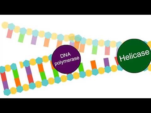 Enzymes in DNA replication