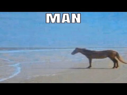 "Man" Horse Meme Analysis