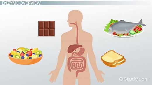 Chymotrypsin vs. Trypsin | Definition & Differences